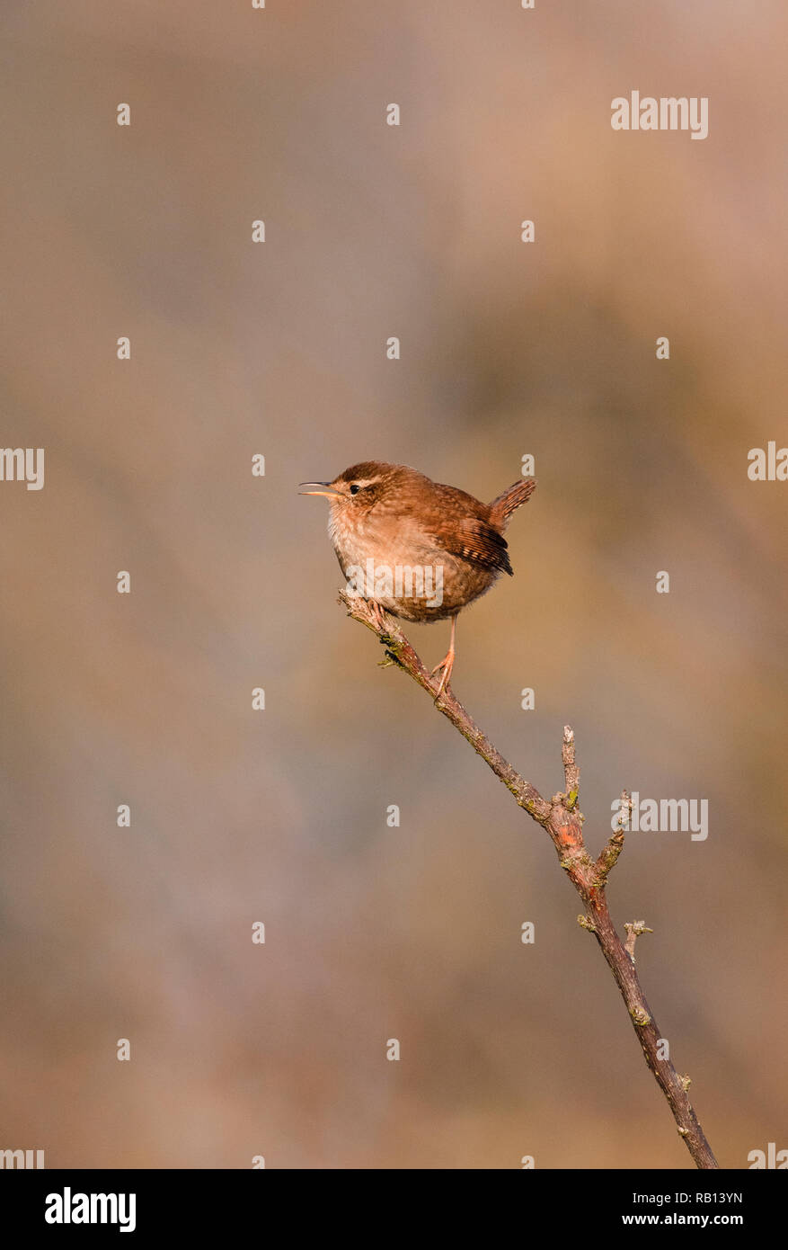 European Wren,Troglodytes troglodytes, Hampstead Heath, London, United Kingdom Stock Photo