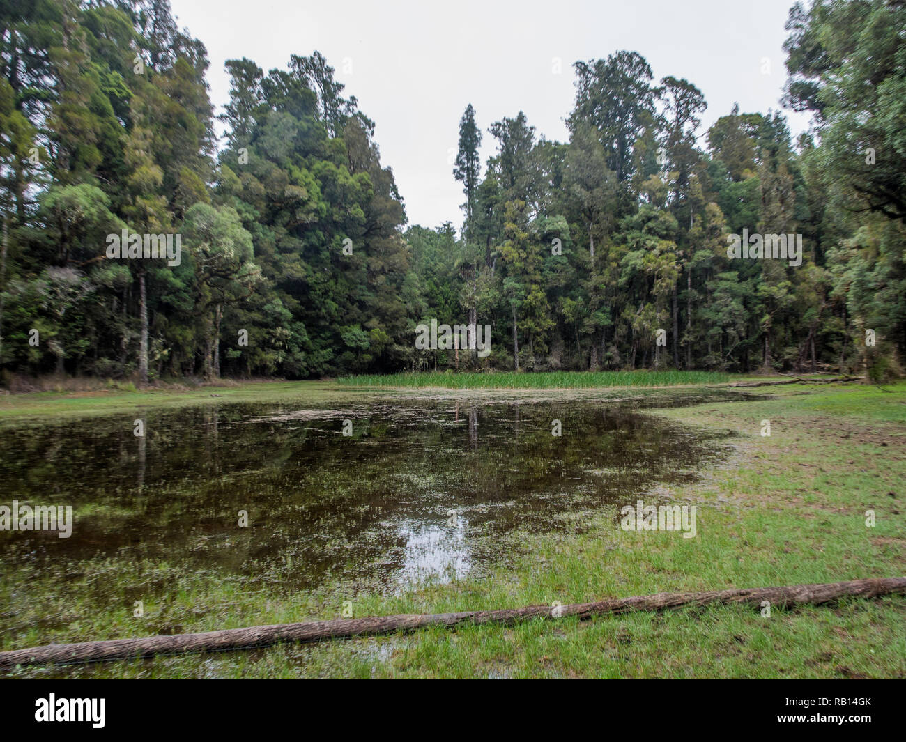 Waihora Lagoon, ephemeral wetland, low water level in summer, Pureora Forest Park, West Taupo, New Zealand Stock Photo