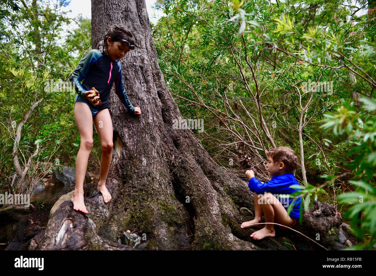Children playing on a tree near a stream, A family swimming in a stream, Alligator Creek, Townsville, Qld, Australia Stock Photo