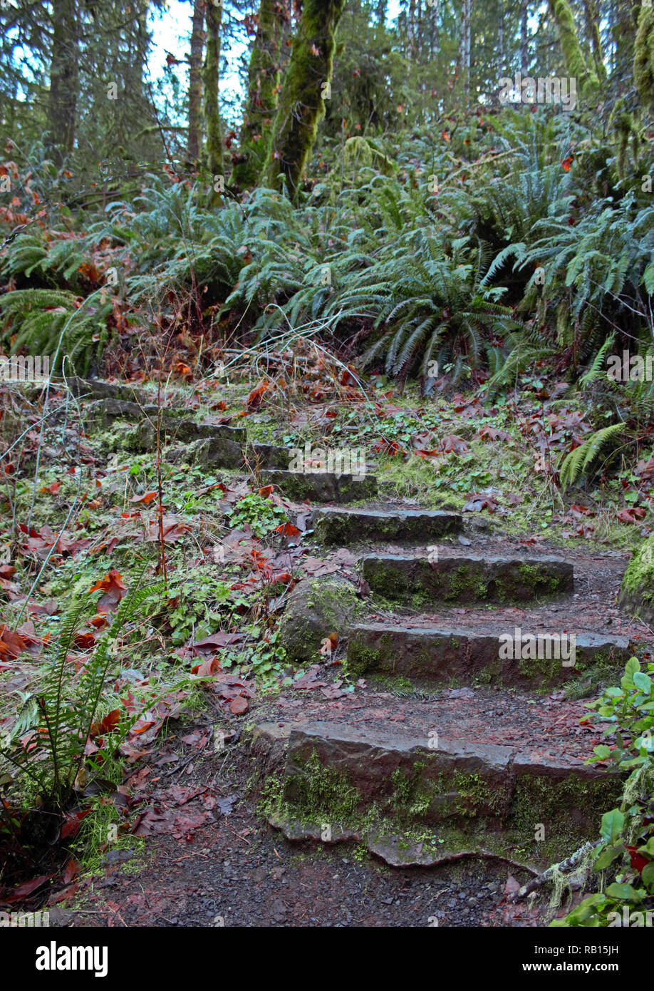 Rock steps on the trail along the Alsea river in Oregon. Stock Photo