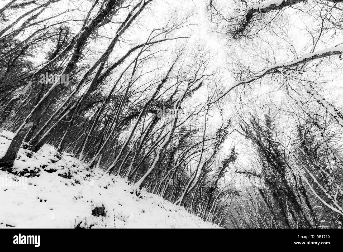 Trees with snow in winter Stock Photo - Alamy