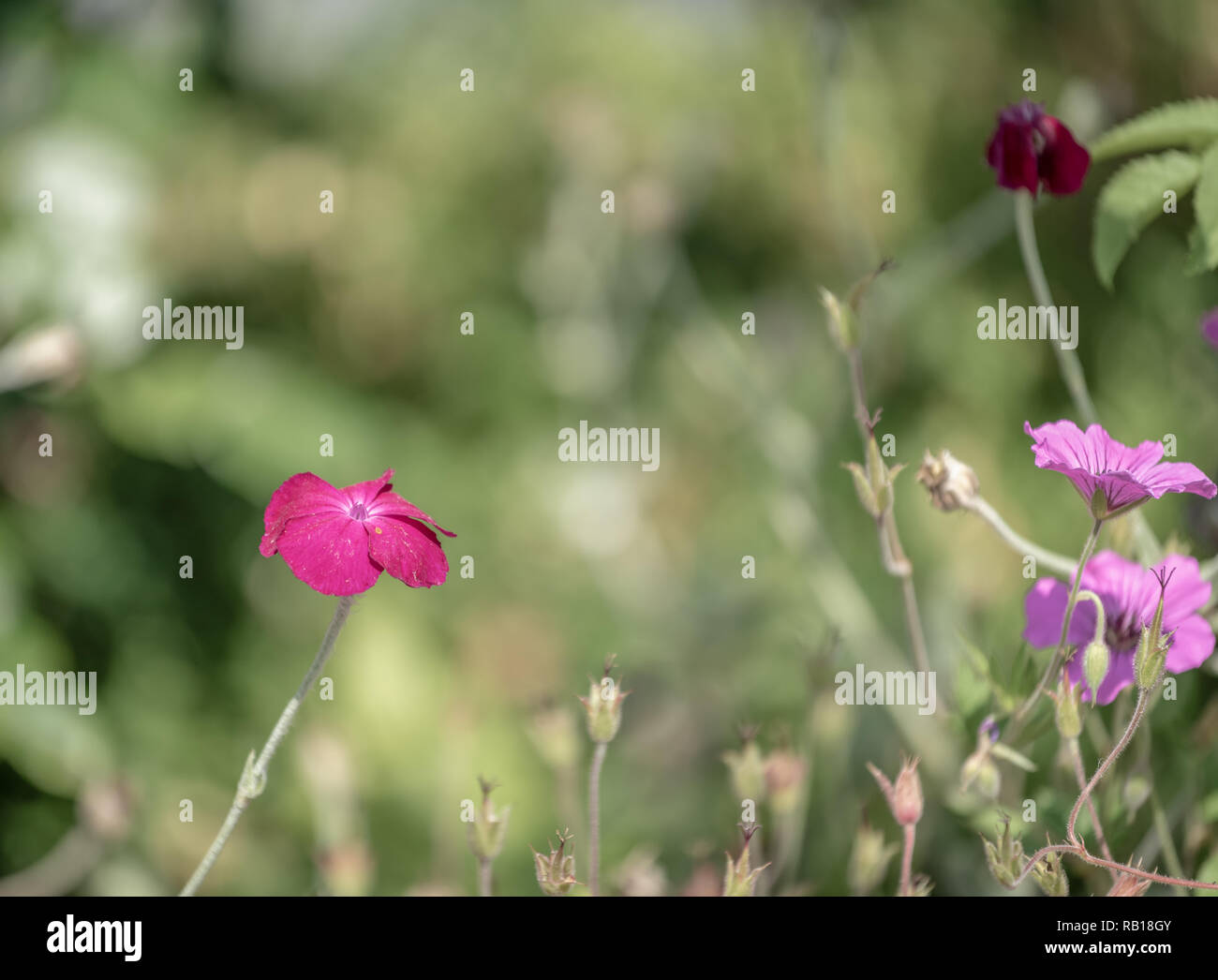 Impressionistic color outdoor macro of a wide open purple red blooming crown campion,pastel natural background,sunny summer,vintage painting style Stock Photo