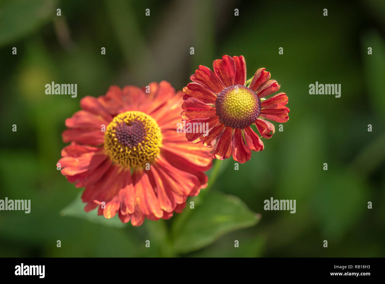 Natural floral colorful outdoor macro of a pair of isolated wide open yellow red helenium/bride of the sun blossoms,blurred green backgroumd,sunny day Stock Photo