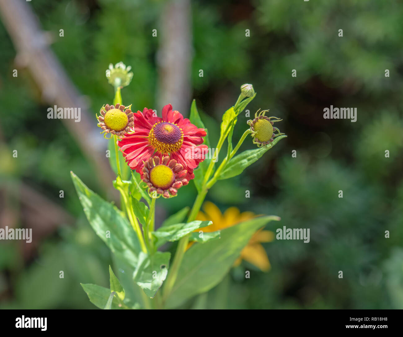 Natural floral colorful outdoor macro of a stem of  yellow red helenium / bride of the sun blossoms,buds,blurred green backgroumd,sunny summer Stock Photo