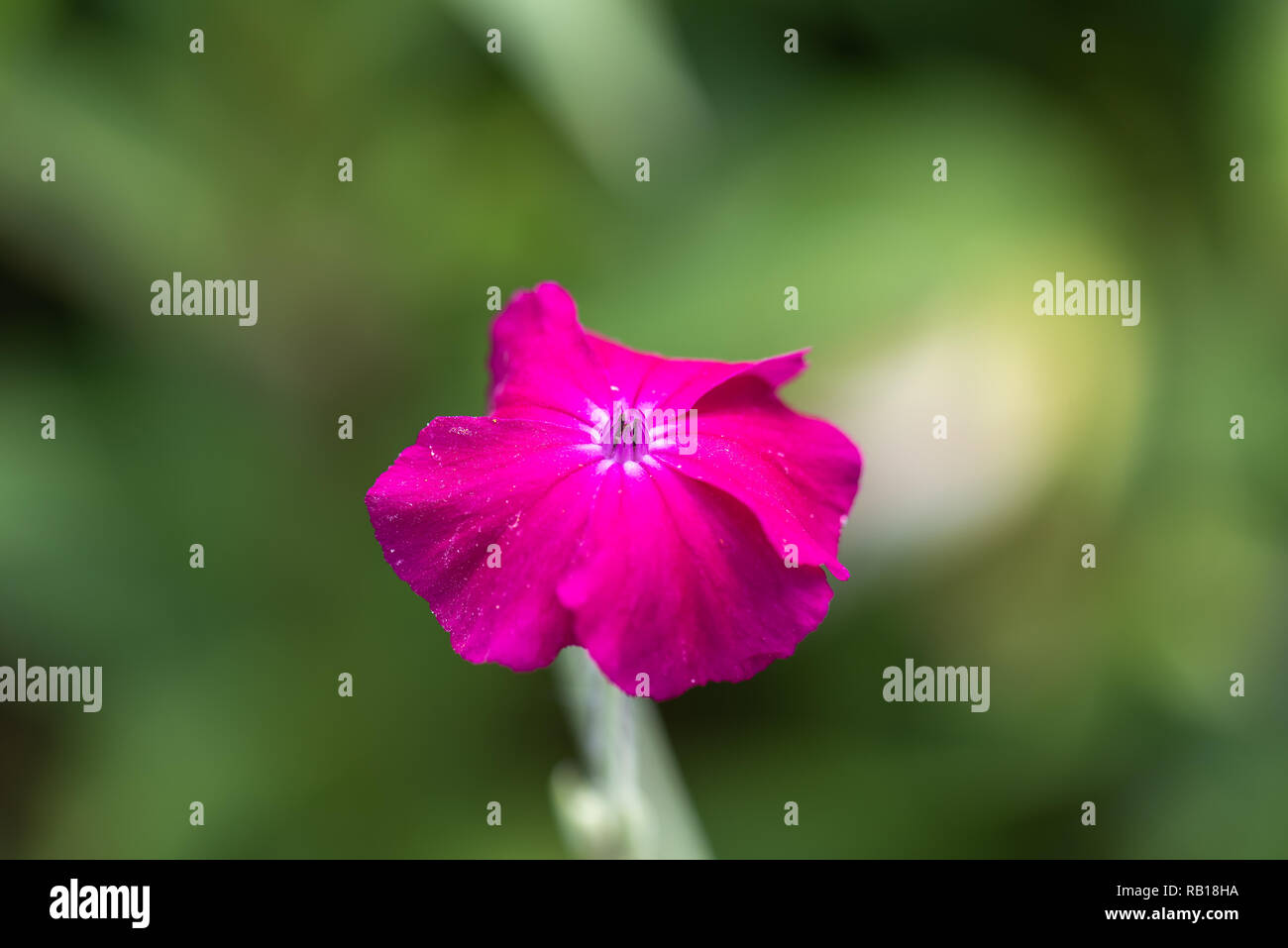 Impressionistic color outdoor macro of a wide open bright red blooming crown campion,green blurred background,sunny summe,vintage painting style Stock Photo