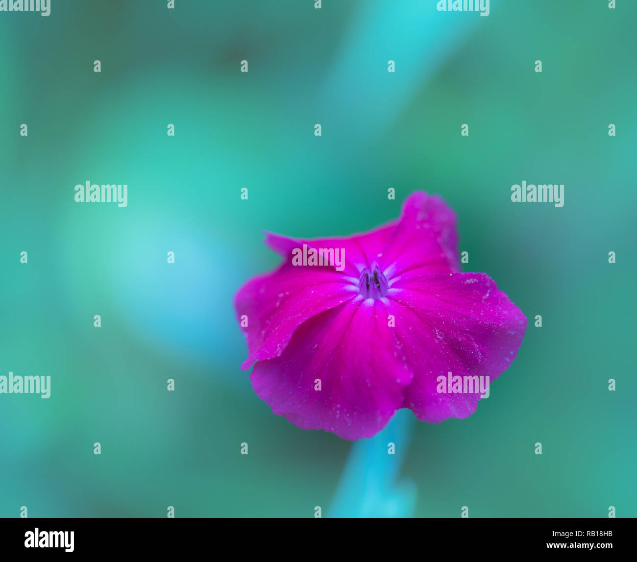 Impressionistic color outdoor macro of a wide open pink violet blooming crown campion,pastel green blurred background,sunny summer day, surrealistic Stock Photo