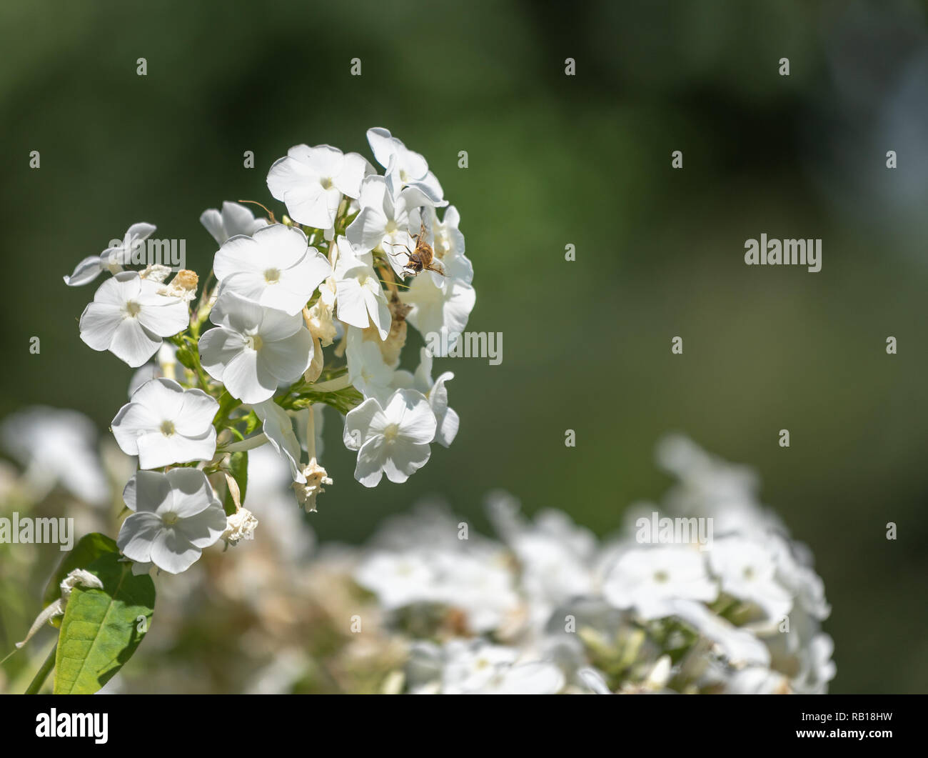 Color outdoor nature image of a bee sitting on a bunch / cluster of white phlox blossoms on natural green blurred background on a bright sunny summer Stock Photo