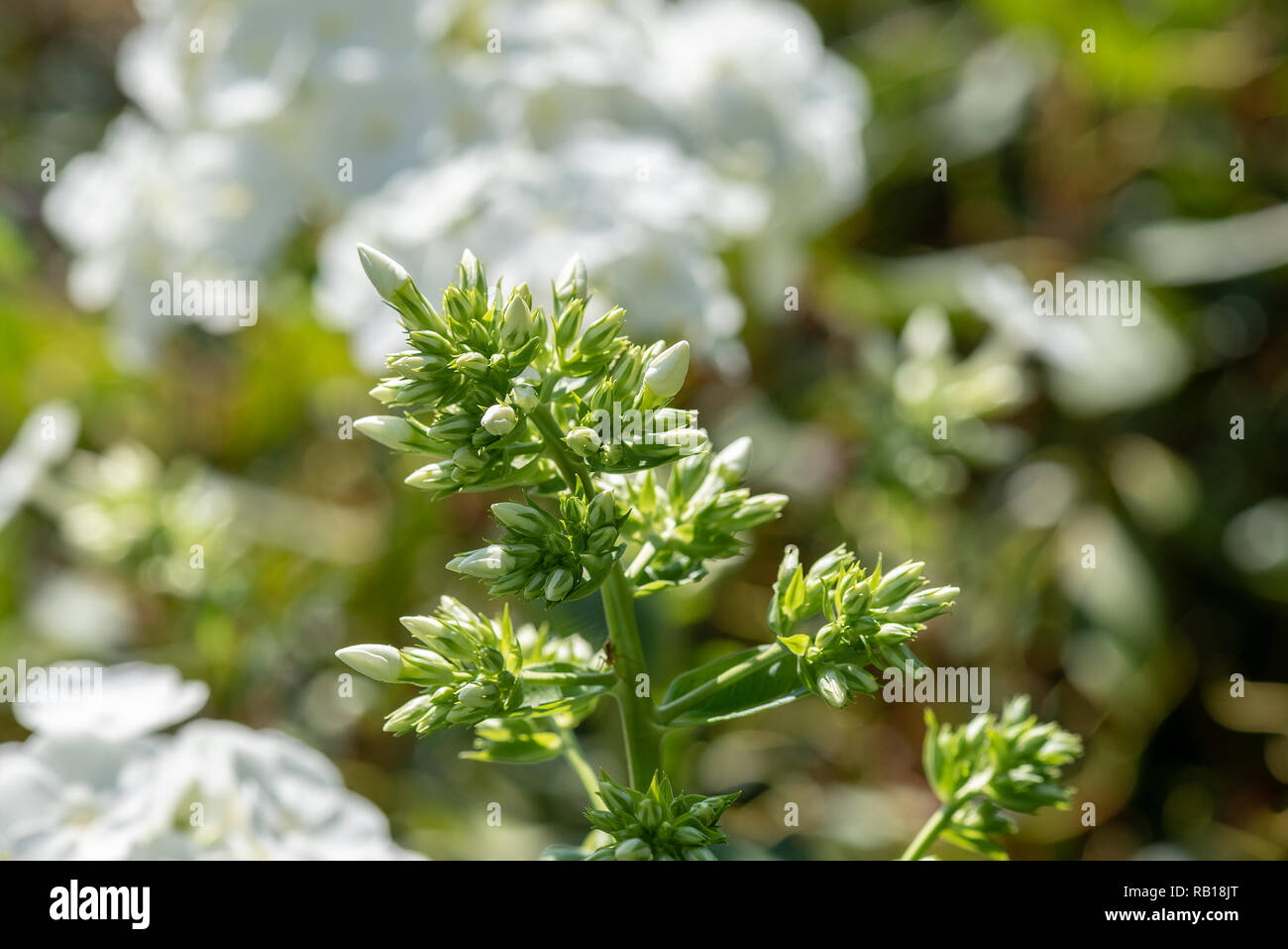 Color outdoor nature image of a stem full of phlox buds in front of white phlox blossoms on a natural green blurred background,bright sunny summer Stock Photo