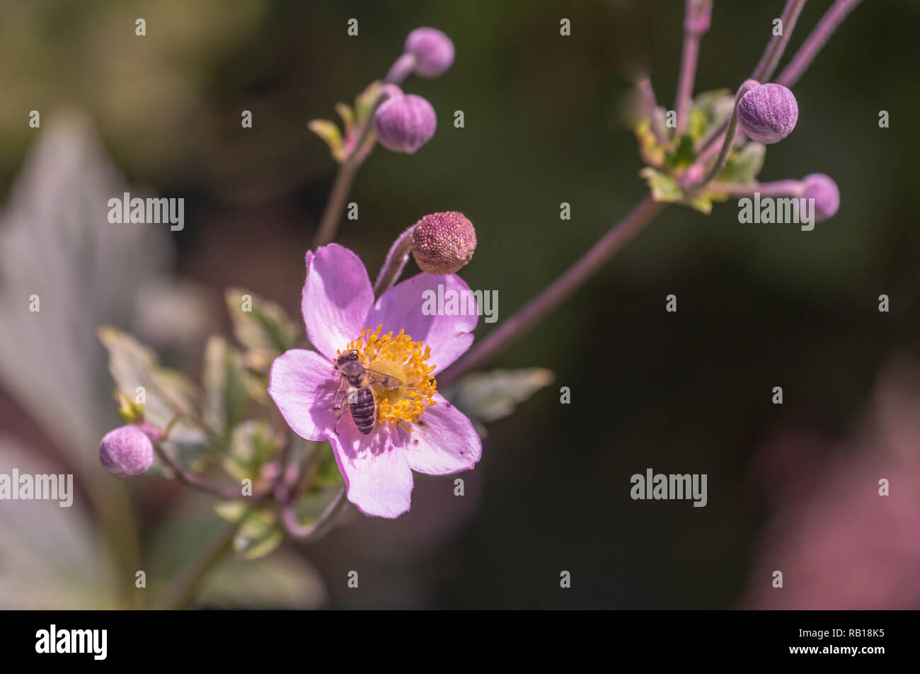 Color outdoor floral image of a blooming pink autumn anemone,  buds,sunny summer,natural blurred green background,bee sitting on the blossom Stock Photo