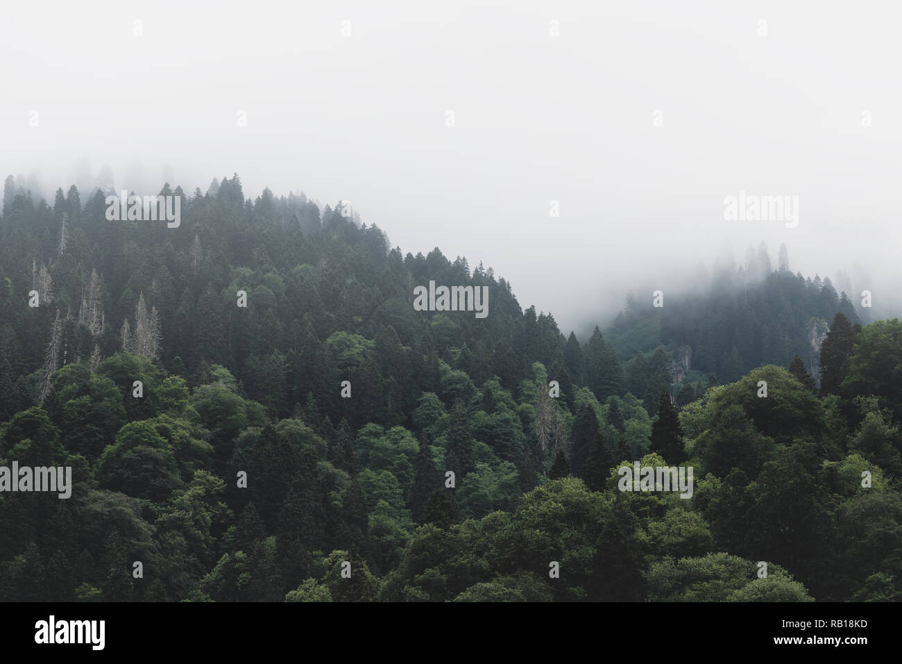 Tops of Tall Green Trees with Dense Fog Rolling In Over Lush Wilderness Stock Photo