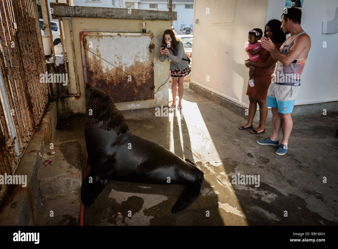 Tourists watch a seal at Kalk Bay harbour arrive for a regular feeding by local fishermen, near Cape Town, South Africa Stock Photo