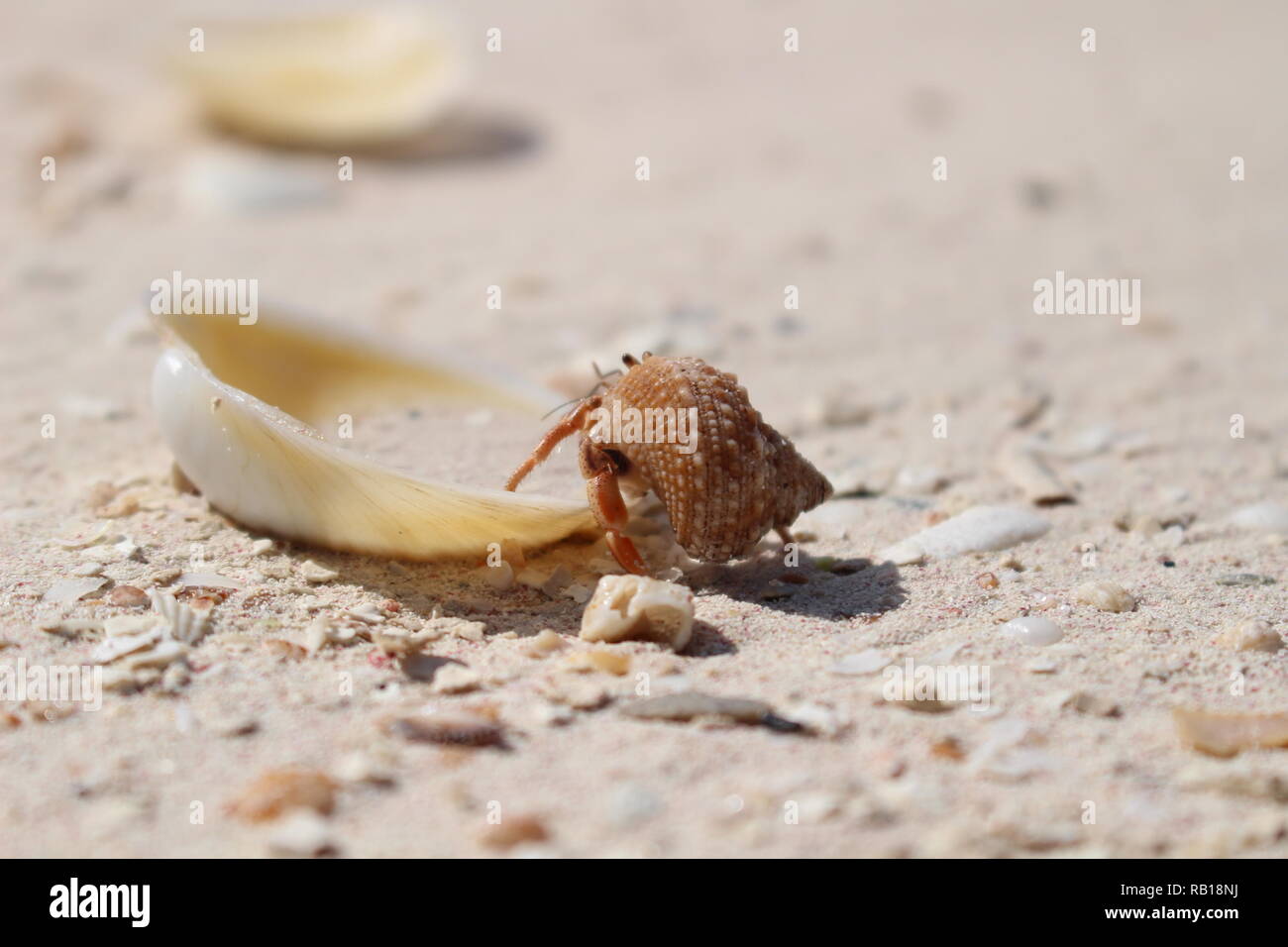 Hermit crab on land hi-res stock photography and images - Alamy