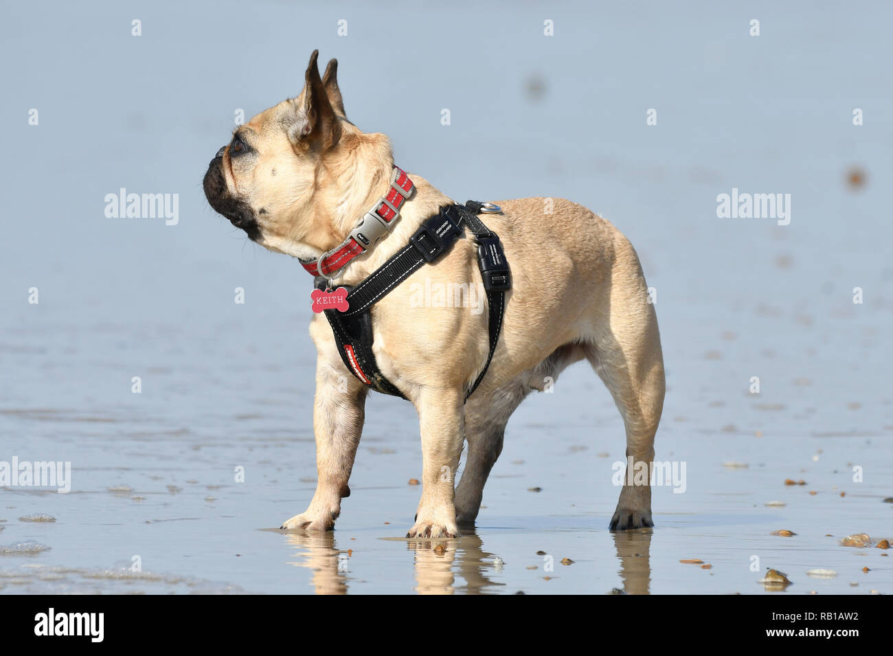 French Bulldog Playing On A Beach By The Sea Dog At The Seaside Stock Photo Alamy