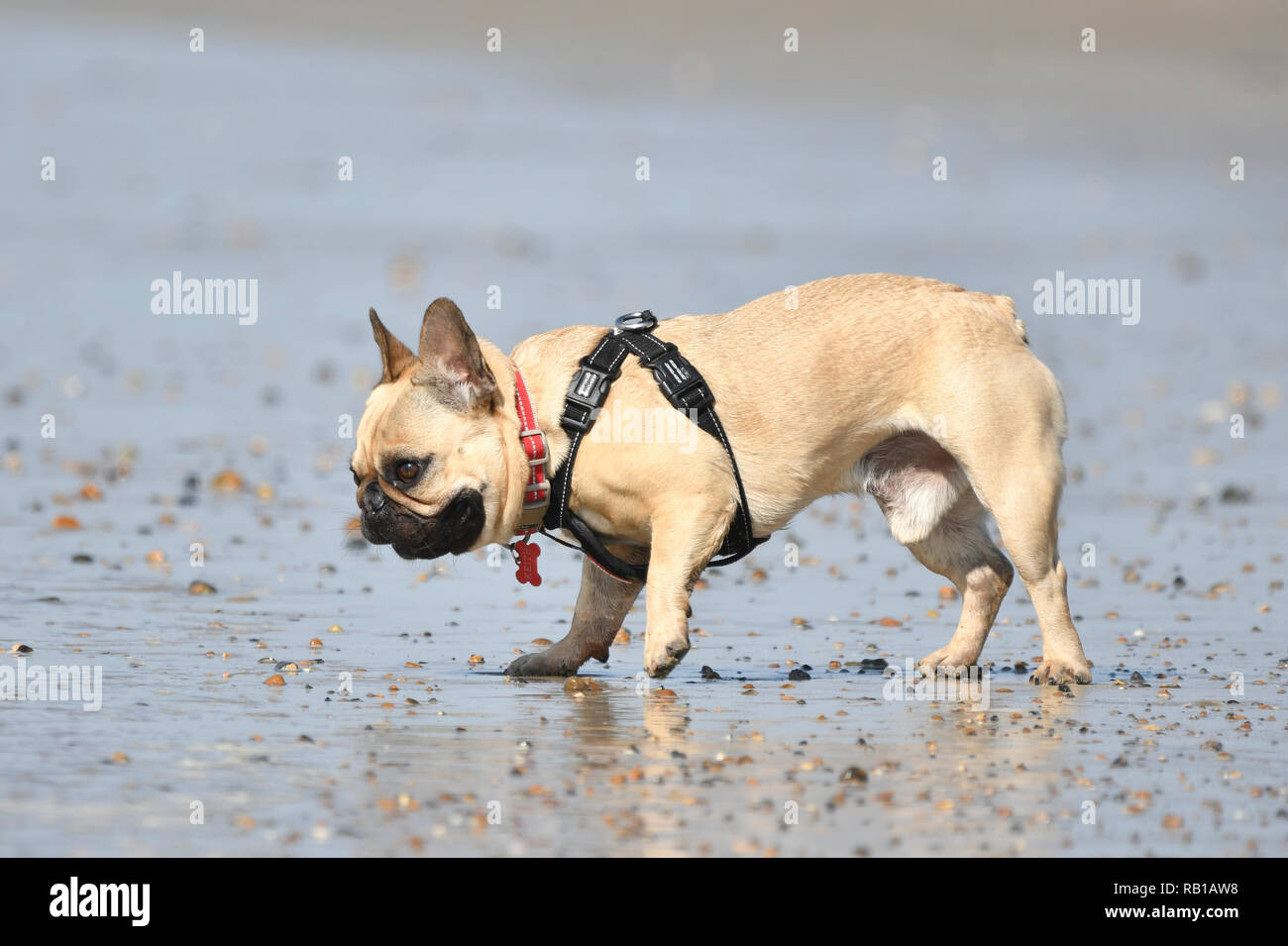 French Bulldog Playing On A Beach By The Sea Dog At The Seaside Stock Photo Alamy