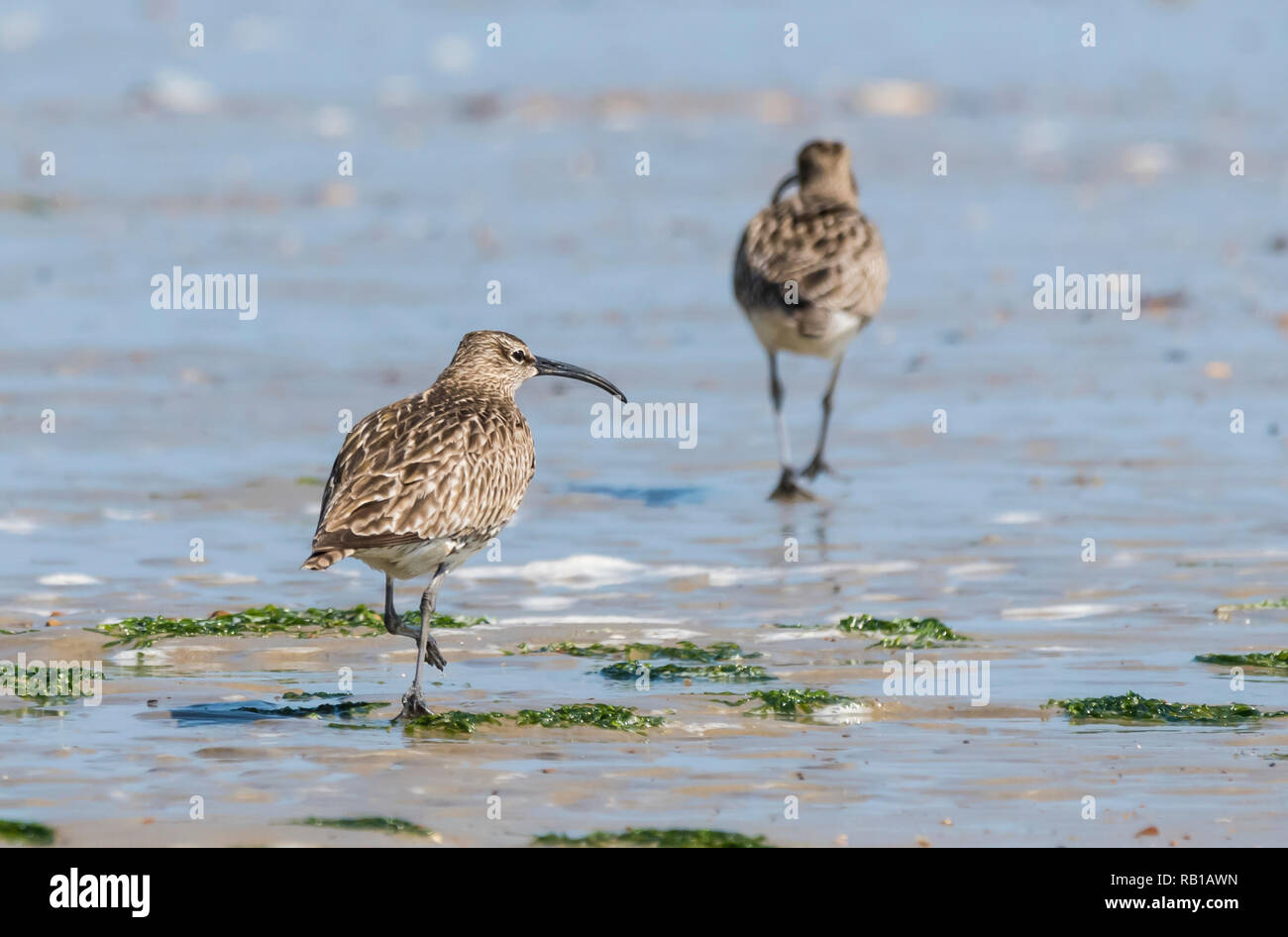 Whimbrel pair hi-res stock photography and images - Alamy