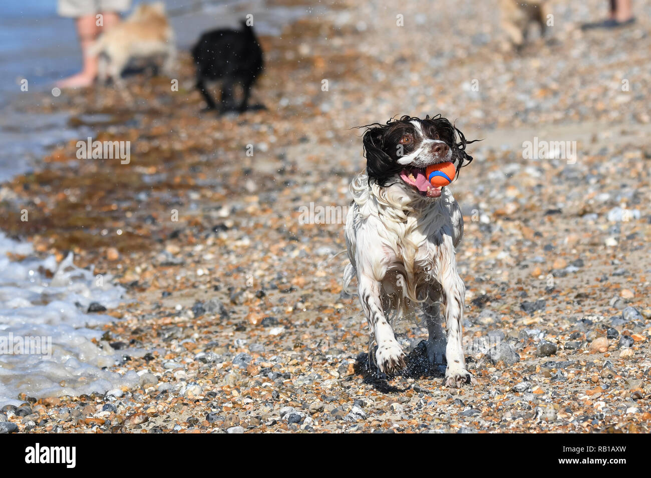 A dog running on the beach with it's tongue out on a hot day in Summer in the UK. Stock Photo
