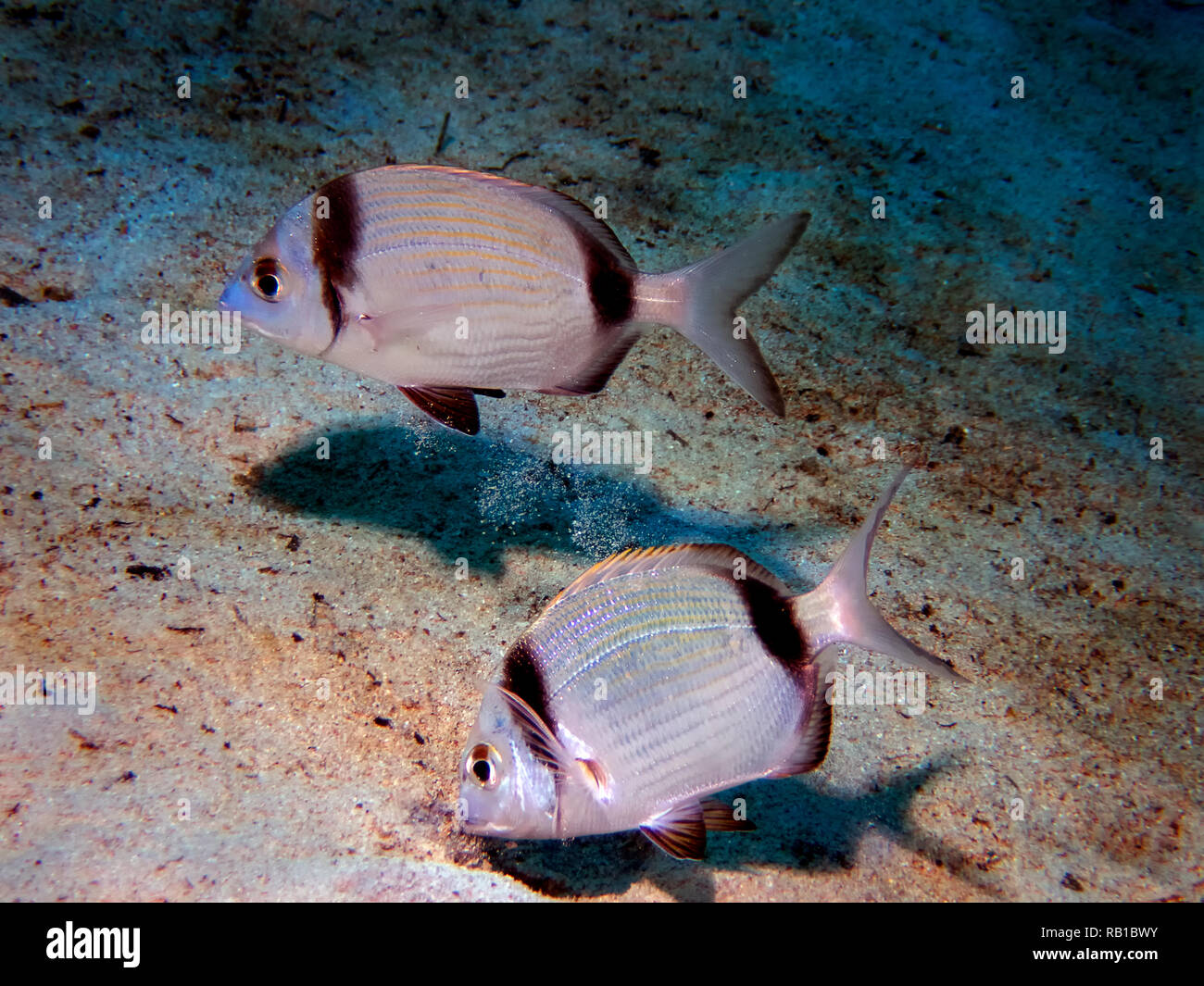 A pair of Common Two-Banded Sea Bream (Diplodus vulgaris) in Malta Stock Photo