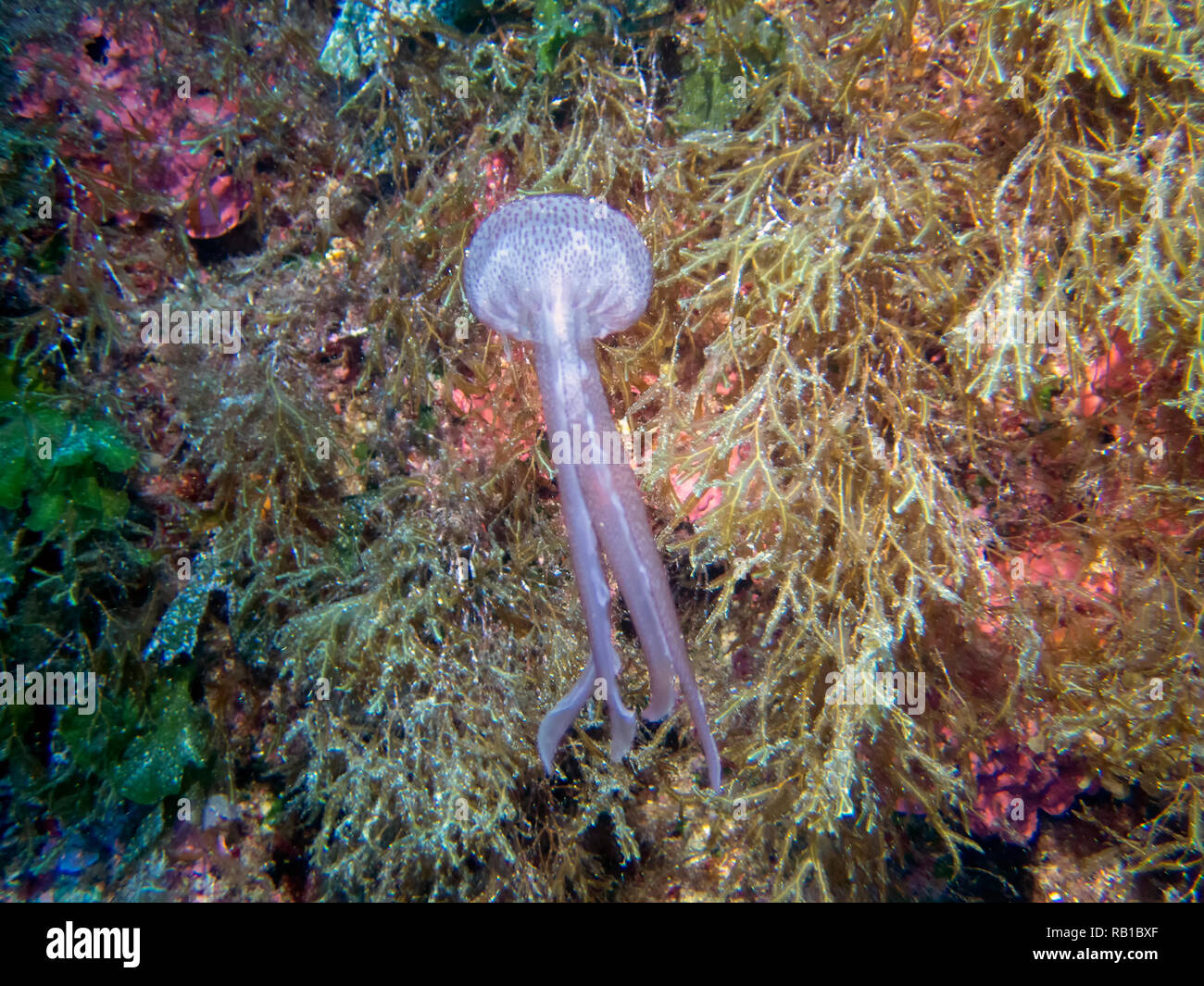 Mauve Stinger jellyfish (Pelagia noctiluca) Stock Photo