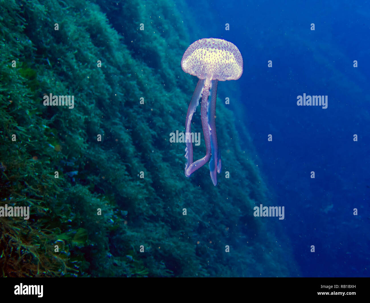 Mauve Stinger jellyfish (Pelagia noctiluca) Stock Photo