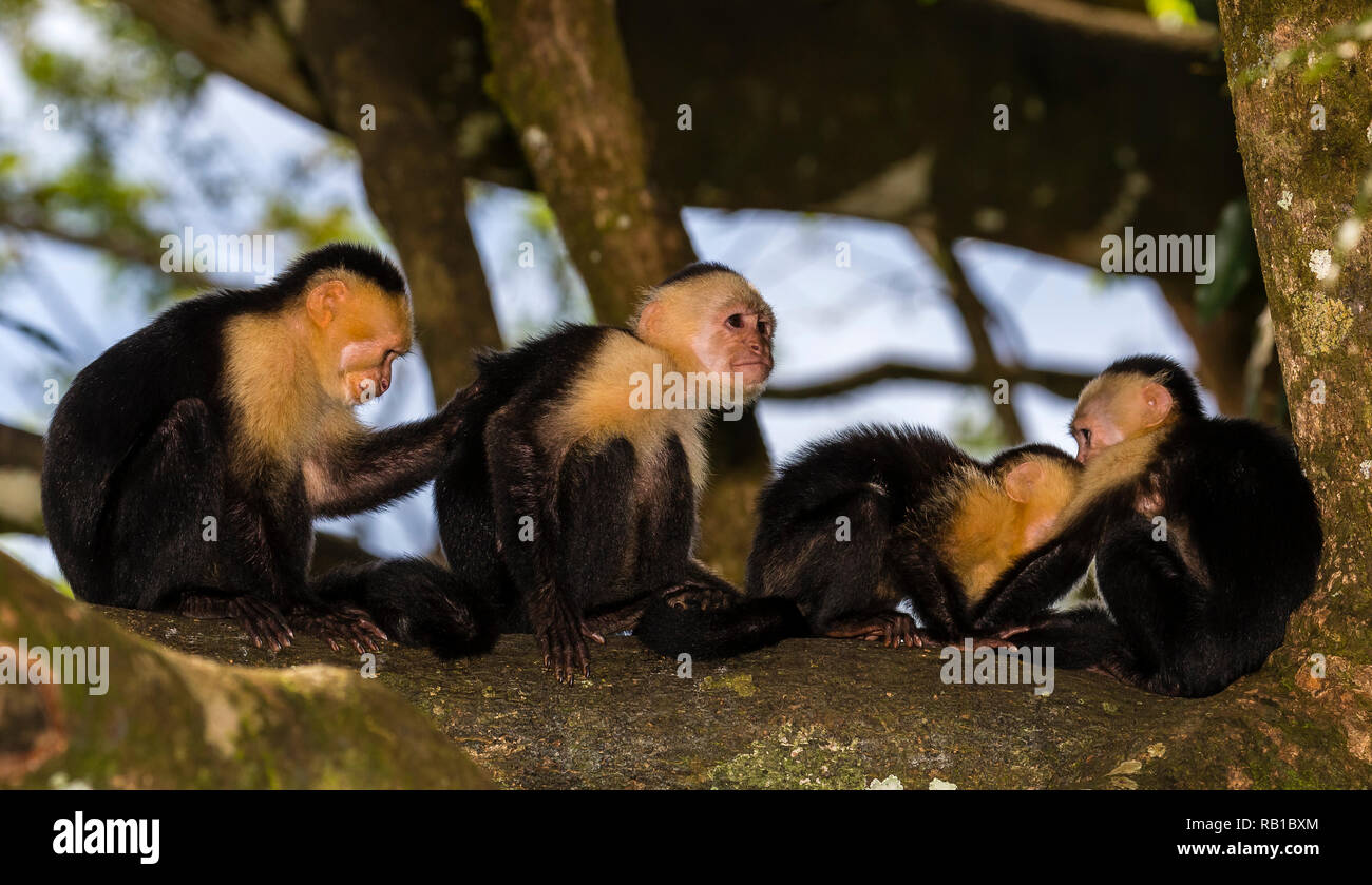 White-headed capuchin monkeys in Costa Rica Stock Photo