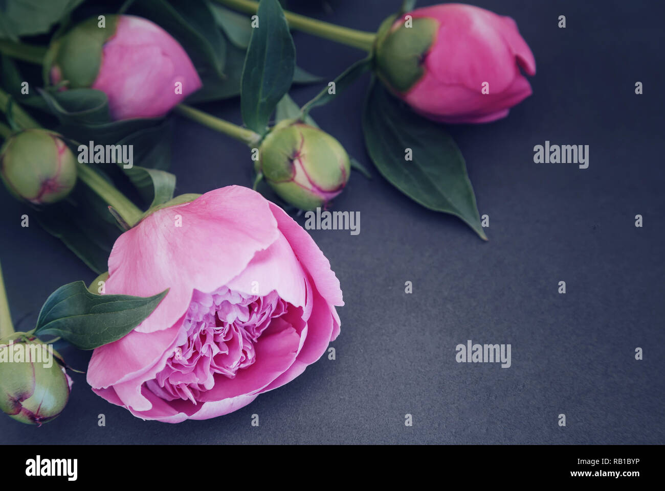 Flower blackbackground hi-res stock photography and images - Alamy