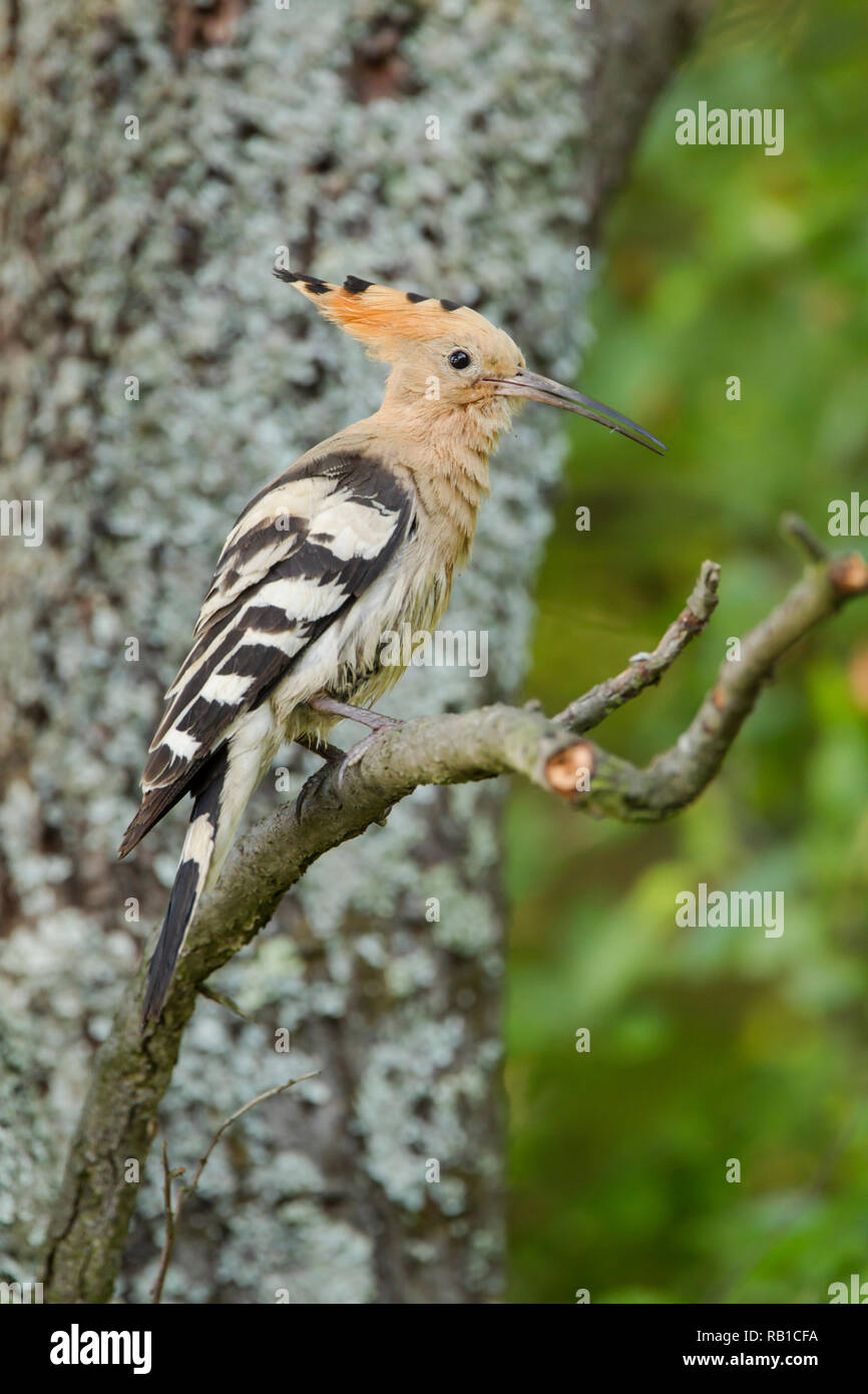 Hoopoe, Latin name Upupa epops, perched on a branch in shaded woodland Stock Photo