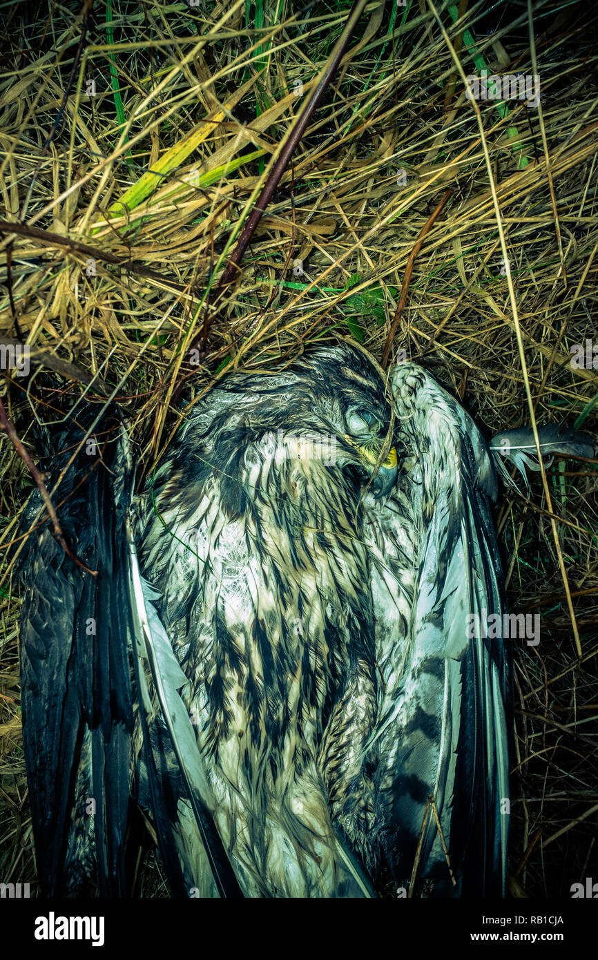 Dead buzzard lying in field highlands scotland Stock Photo