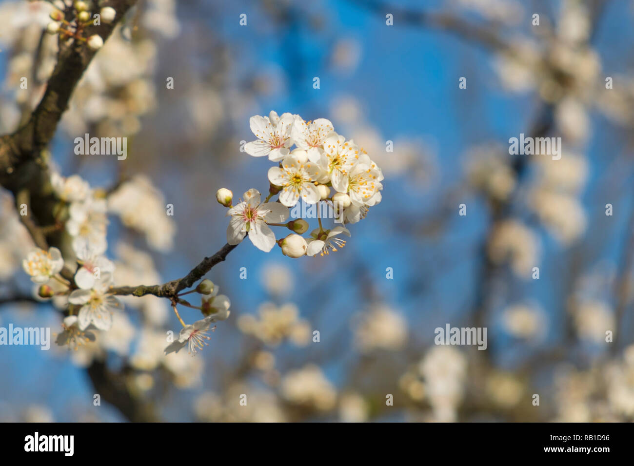 Obstplantage bei Bodolz in Süddeutschland Stock Photo