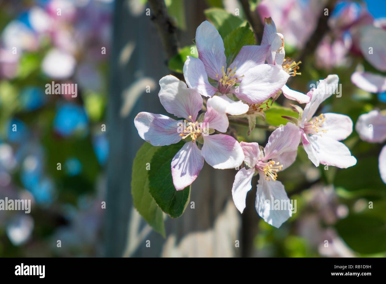 Obstplantage bei Bodolz in Süddeutschland Stock Photo