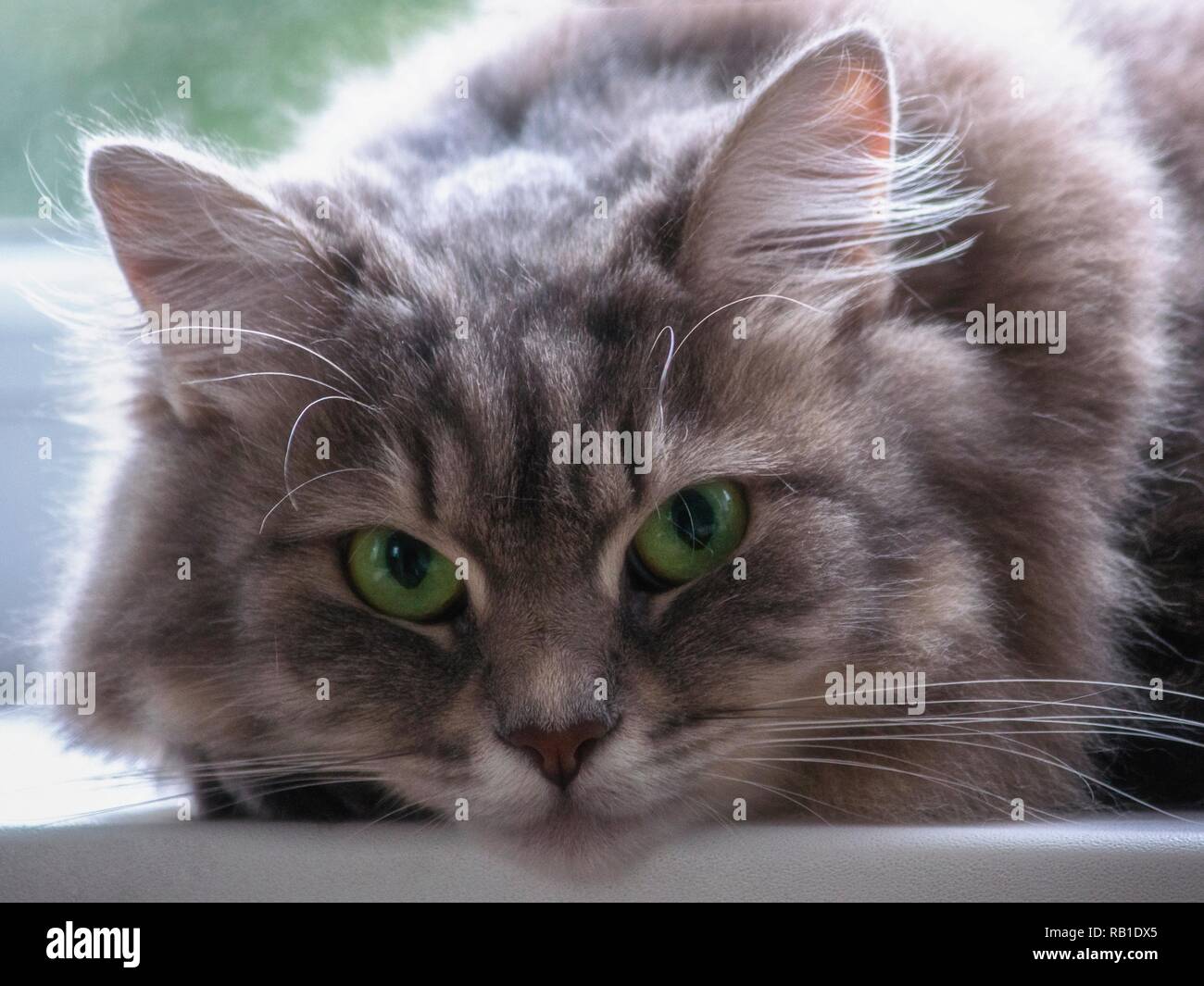 Portrait of beautiful cat face closeup Stock Photo