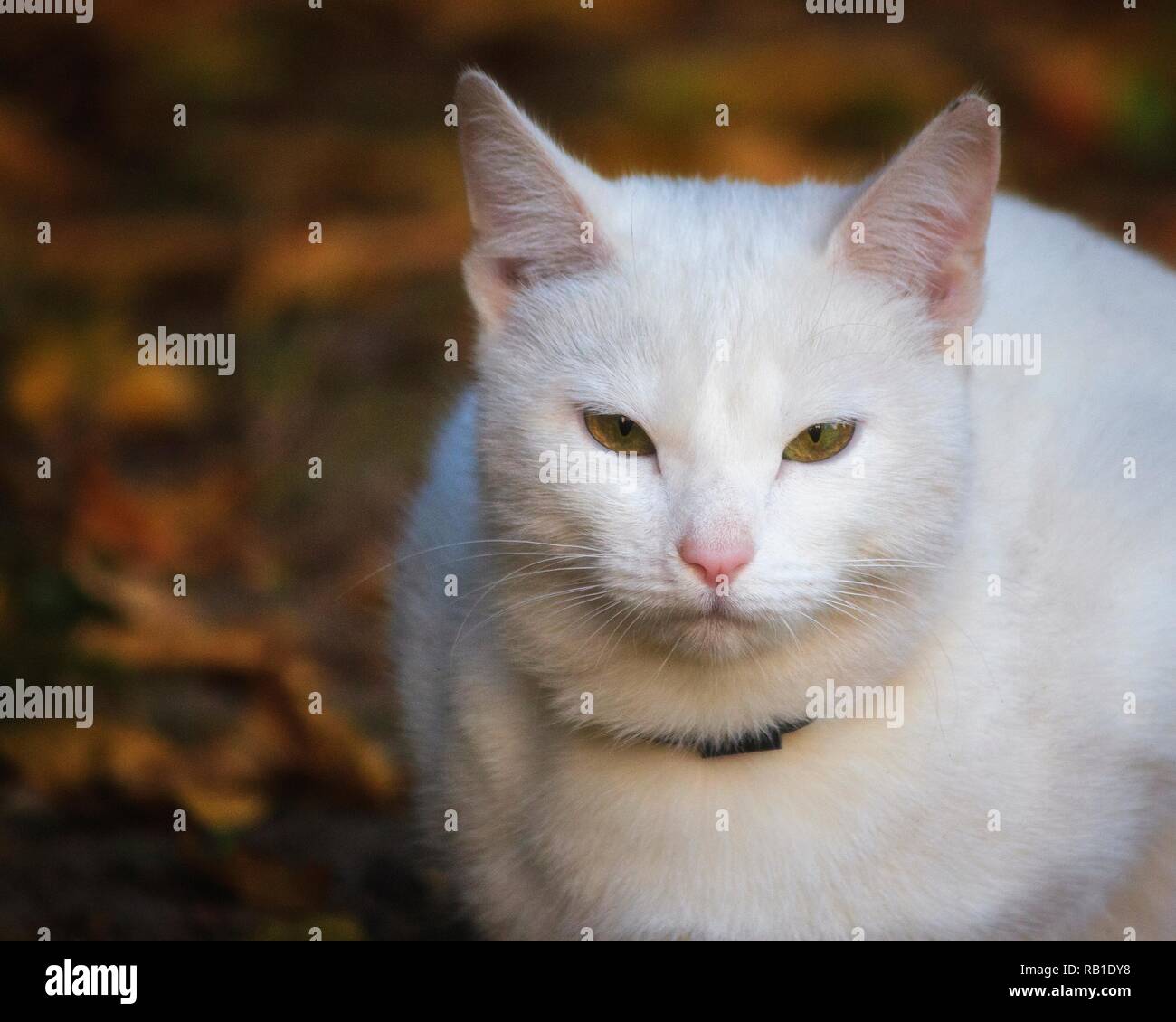 Portrait of beautiful cat face closeup Stock Photo