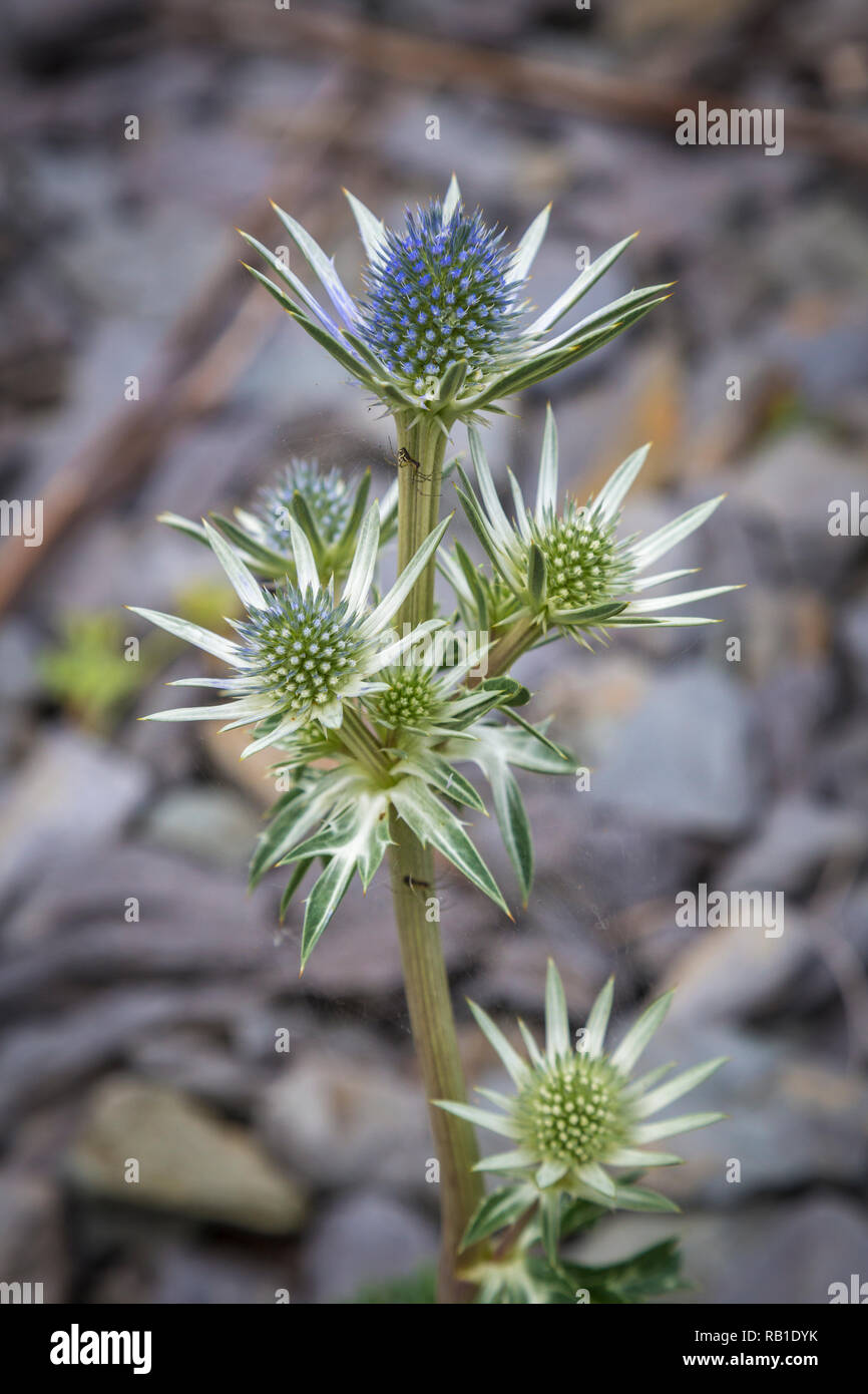 blaue Distel in einem Garten auf Sheeps Head, Irland Stock Photo