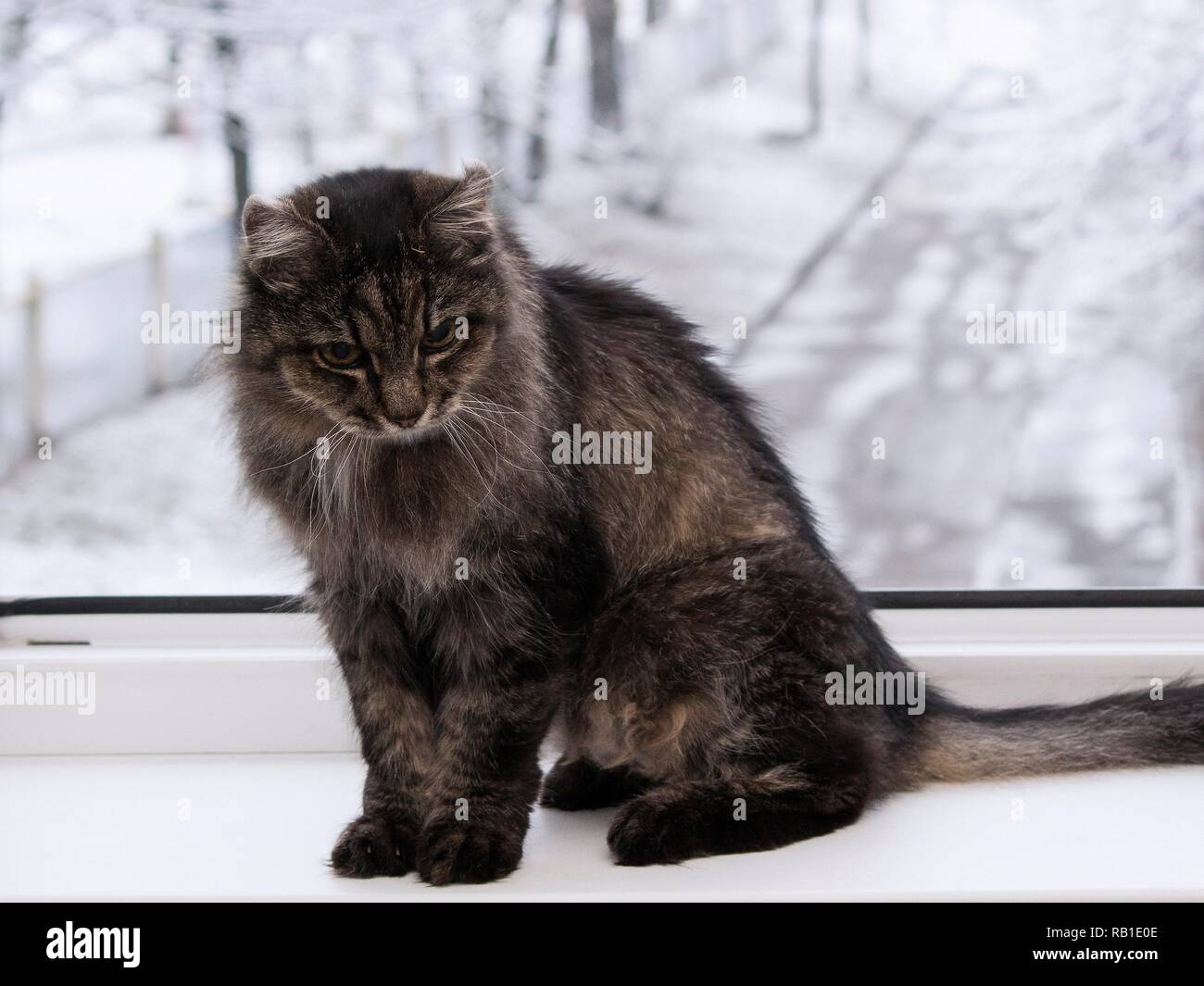 Cats on the windowsill on the background of the winter landscape Stock Photo
