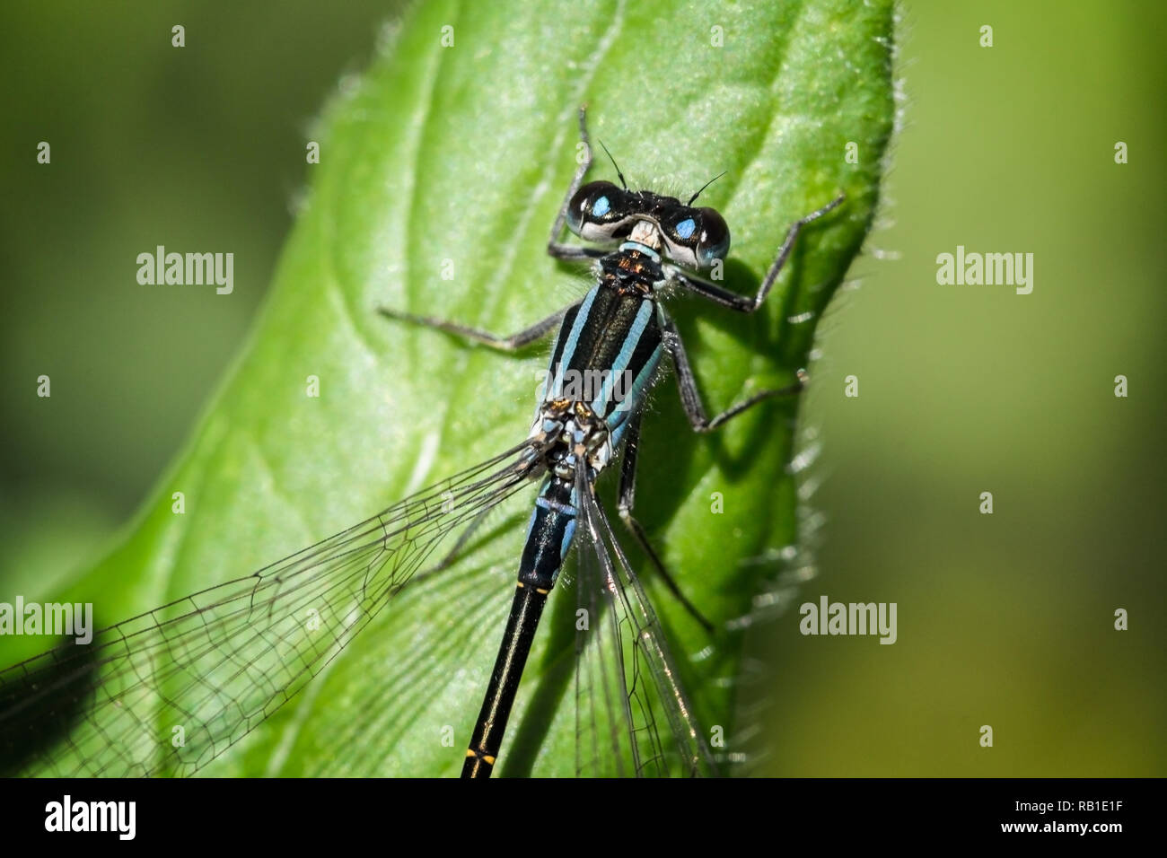 Summer flying insect insects hi-res stock photography and images - Alamy