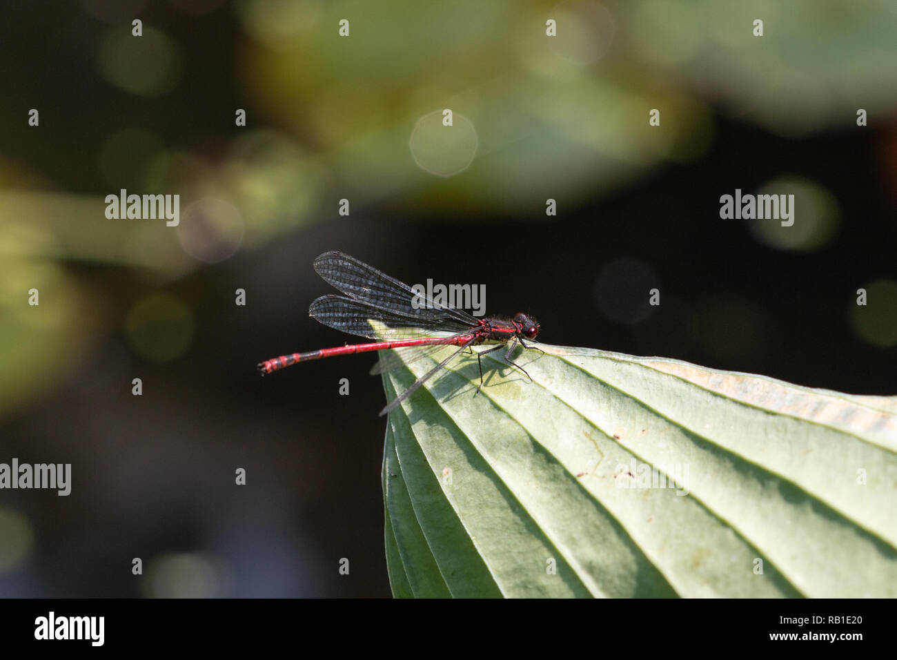 Large red damselfly, at rest on a leaf (Pyrrhosoma nymphula Stock Photo ...