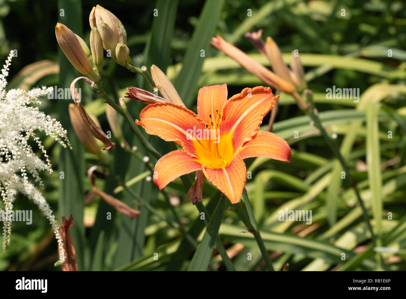 Orange Day Lily growing in a garden Stock Photo