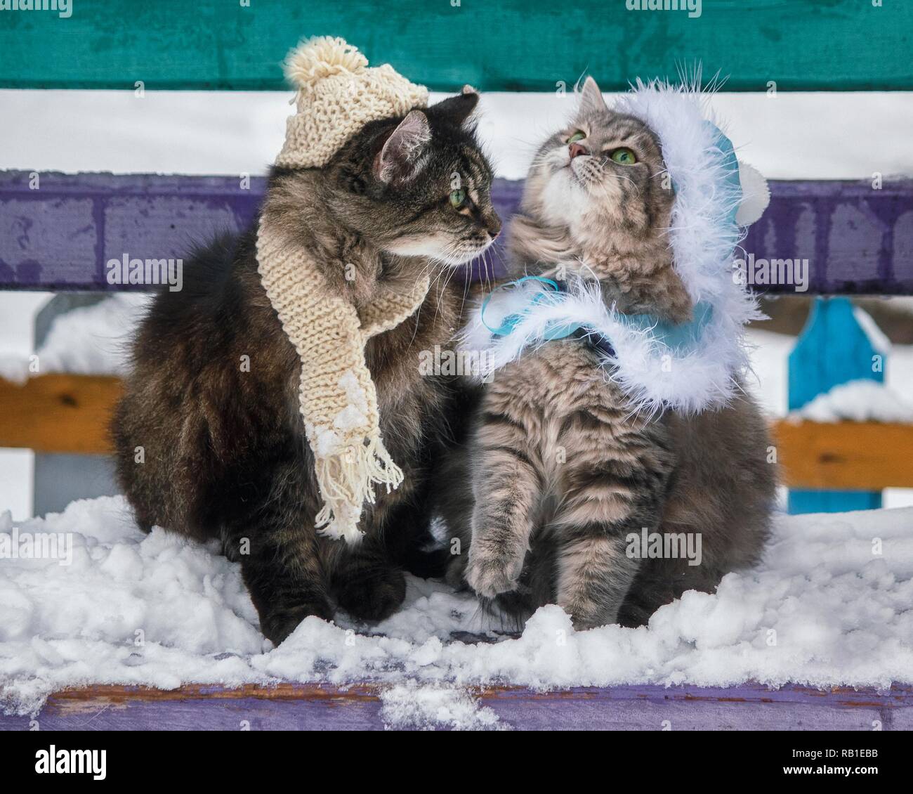 Покажи теплее. Котики в зимних нарядах. Два кота зима. Две кошки зимой. Два котика зимой.