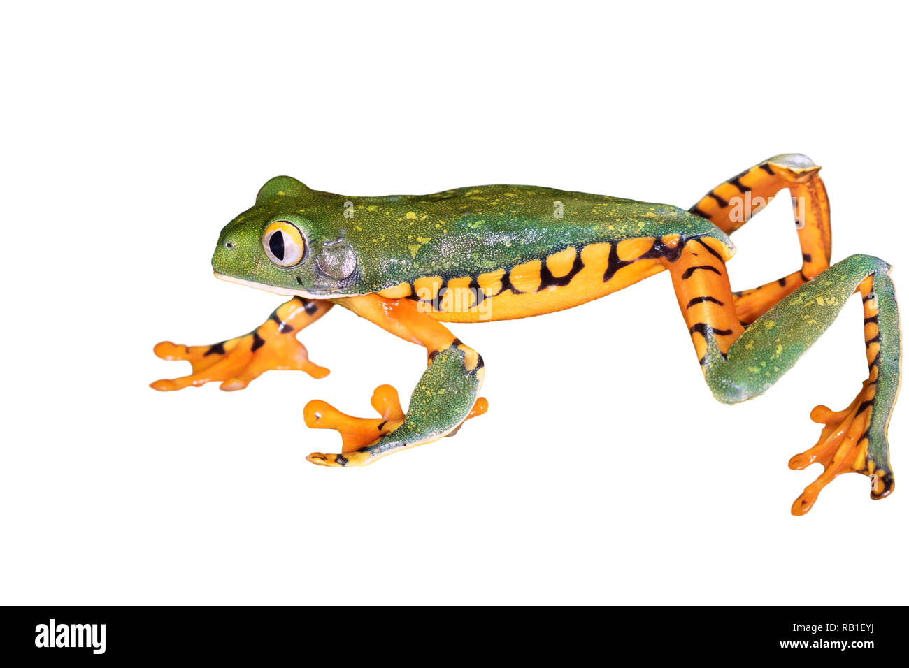 Splendid tree frog (Cruziohyla calcarifer) isolated on white background, clipping path attached. Stock Photo