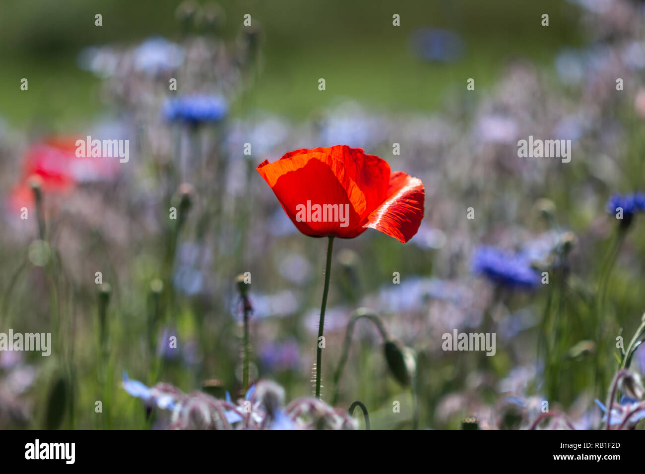 Single poppy in focus in front of a meadow full of flowers Stock Photo