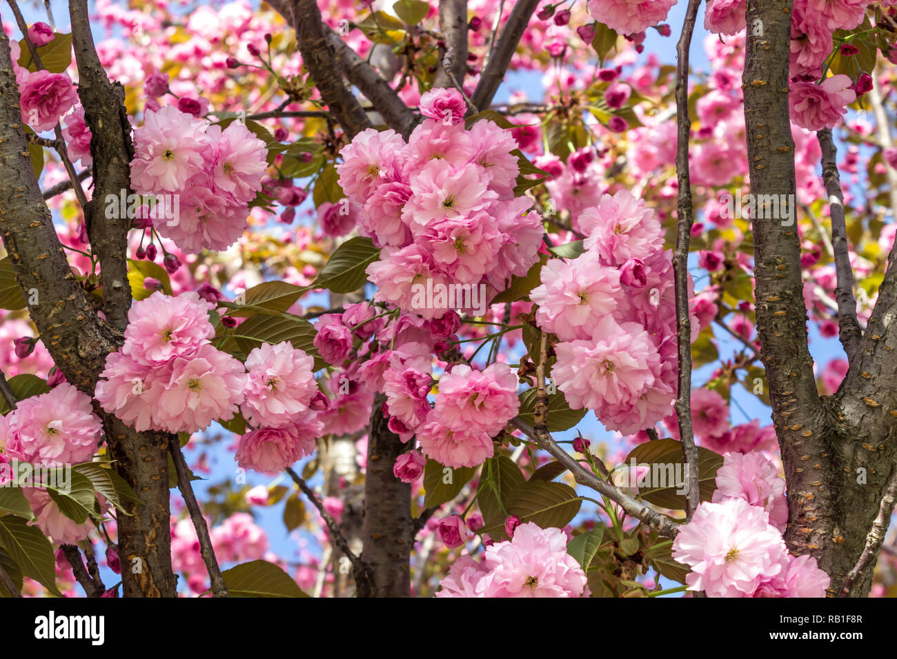 Beautiful cherry blossoms of sakura, background. Floral spring background. Cherry tree sakura in bloom on a spring warm and sunny afternoon. Stock Photo