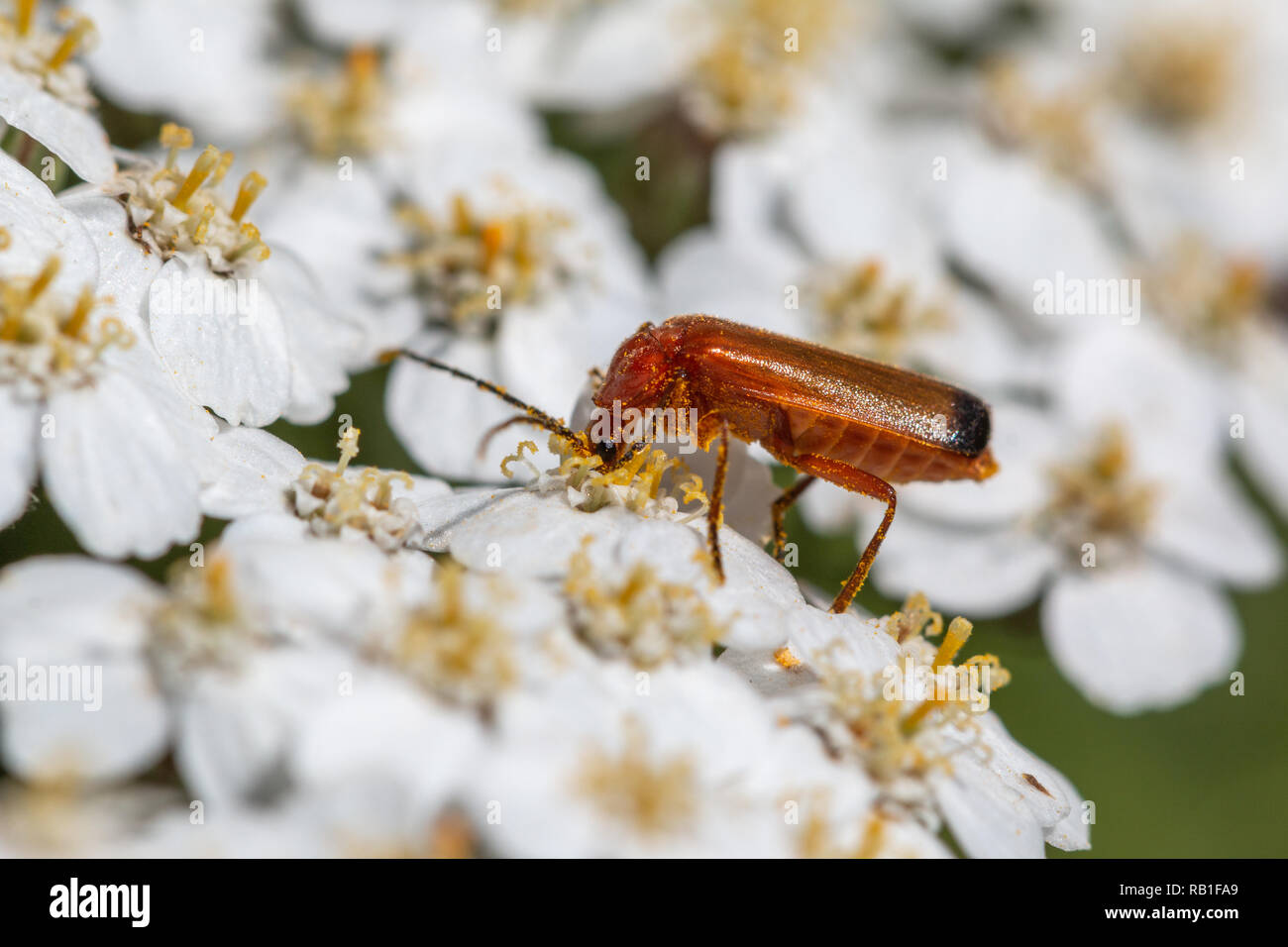 Beetle white background pollen hires stock photography and images Alamy