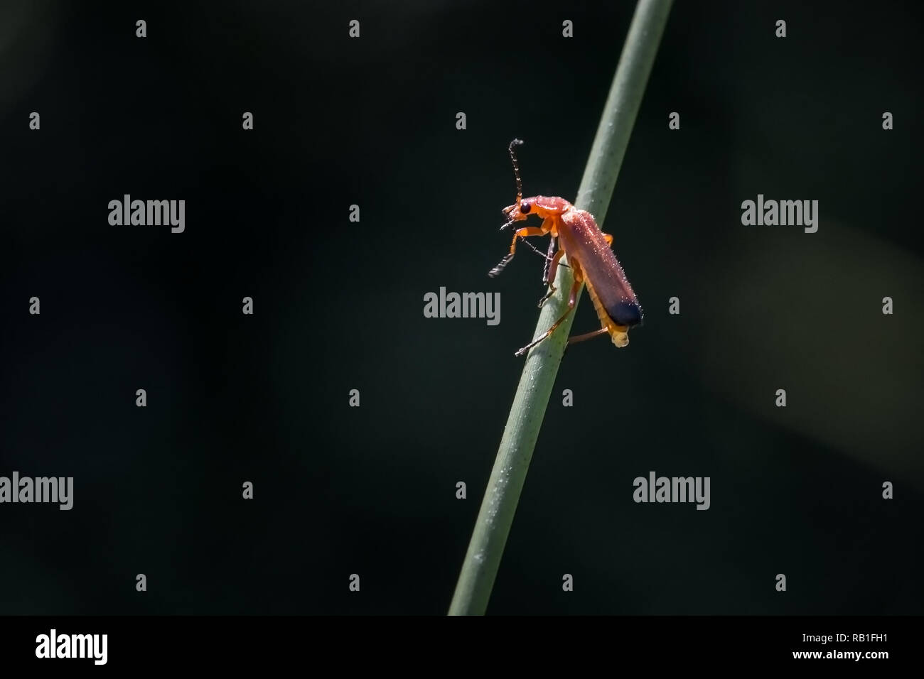 female soldier beetle laying eggs on a blade of grass Stock Photo Alamy