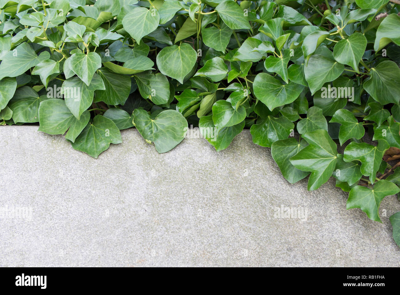 Glossy Leaves of European Ivy, Hedera helix, At A Stone Wall With Copy Space Stock Photo