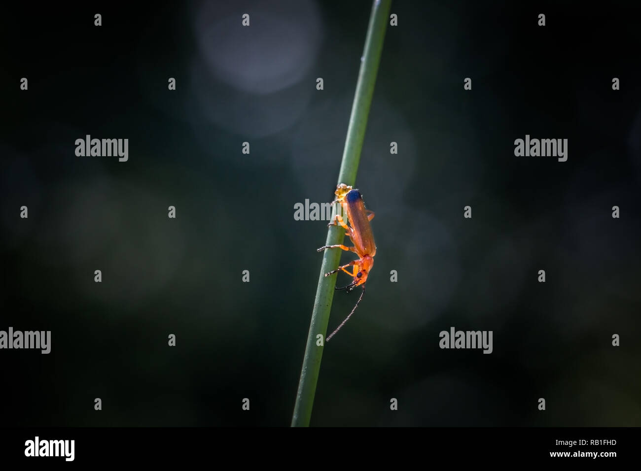 female soldier beetle laying eggs on a blade of grass Stock Photo Alamy