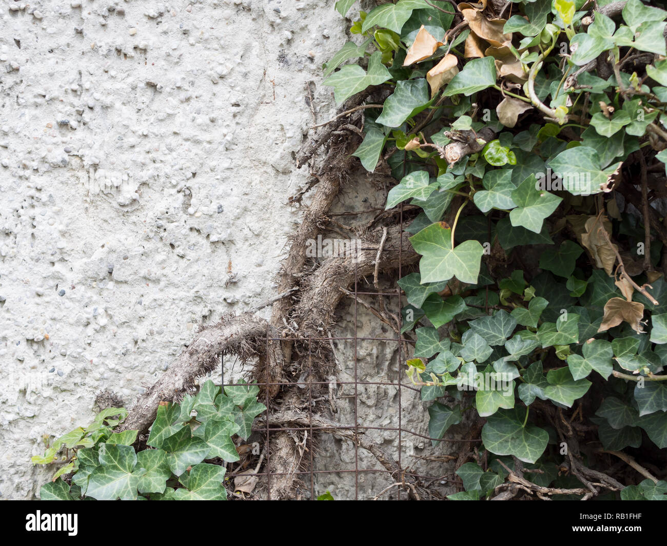 Leaves of European Ivy, Hedera helix, At A Stone Wall With Copy Space Stock Photo