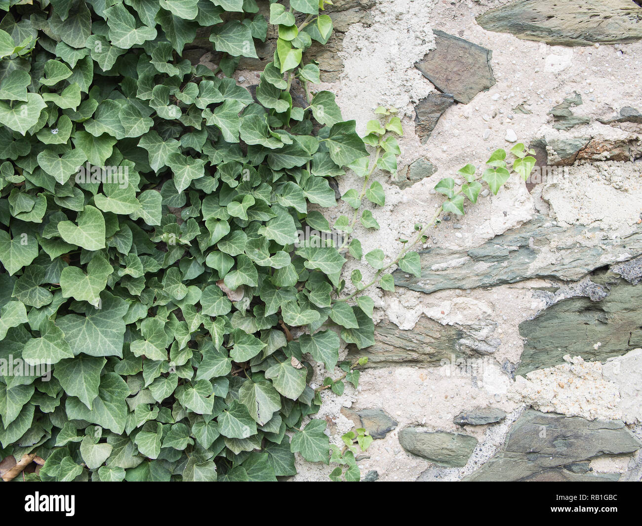 Ivy, Hedera helix, On A Medieval Wall Stock Photo