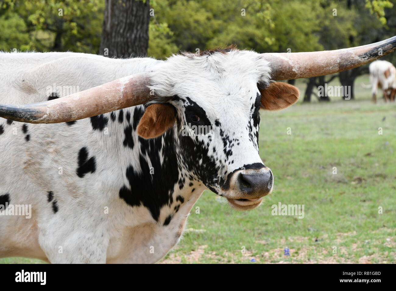Black and White Texas Longhorn Stock Photo Alamy
