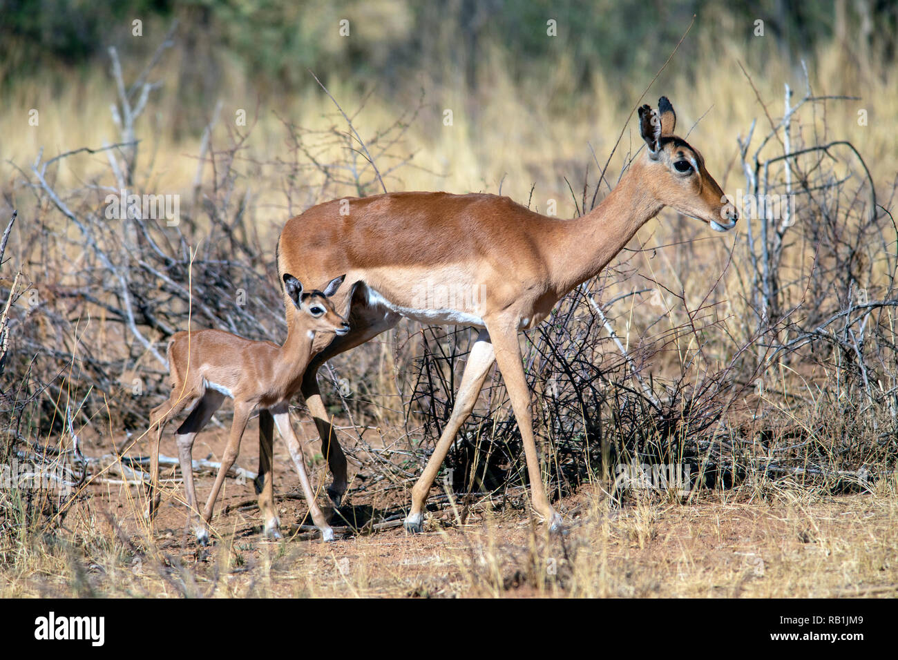 Impala ewe with calf (Aepyceros melampus) - Okonjima Nature Reserve, Namibia, Africa Stock Photo