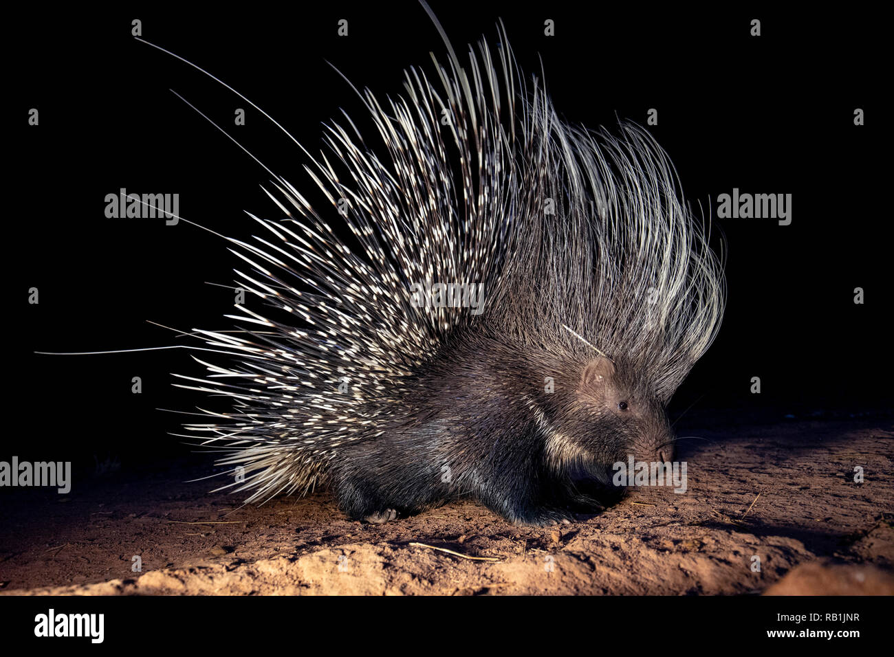 south american porcupine