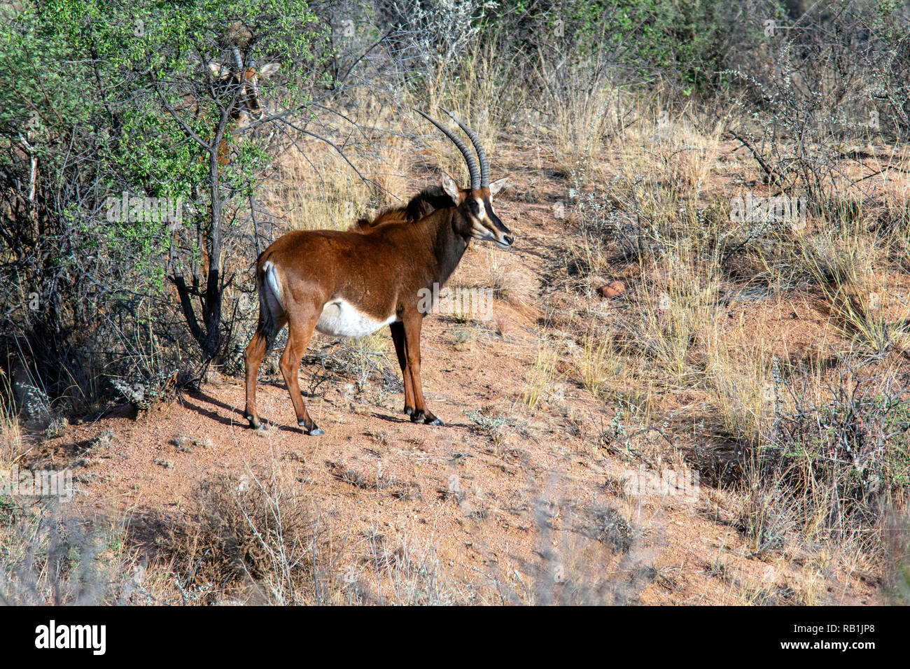 Sable antelope (Hippotragus niger) female - Okonjima Nature Reserve, Namibia, Africa Stock Photo